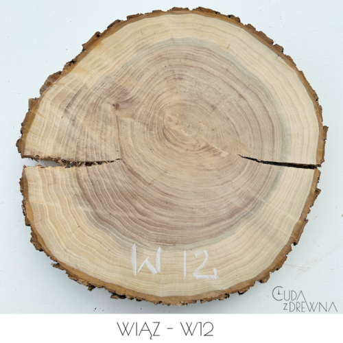 plaster-drewna-wiąz-w12