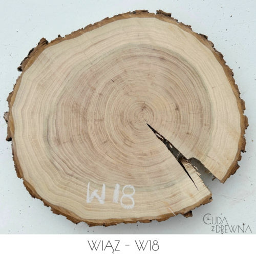 plaster-drewna-wiąz-w18