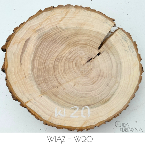 plaster-drewna-wiąz-w20