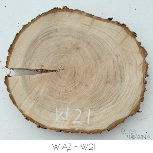 plaster-drewna-wiąz-w21