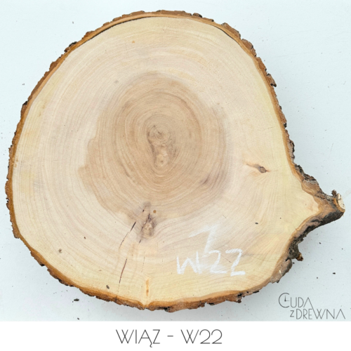 plaster-drewna-wiąz-w22
