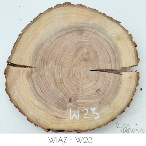 plaster-drewna-wiąz-w23